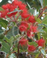 Corymbia Wildfire