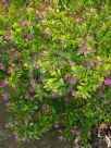 Cuphea hyssopifolia Golden Ruby