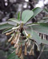 Elaeagnus argyi