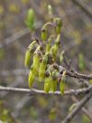 Forsythia giraldiana