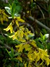 Forsythia giraldiana