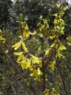 Forsythia giraldiana