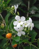 Duranta erecta Alba