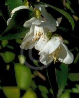 Camellia transnokoensis