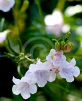 Incarvillea diffusa