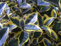 Elaeagnus ebbingei Gilt Edge