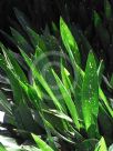 Aspidistra lurida Ginga