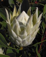 Protea cynaroides King White