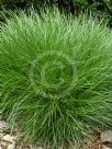 Lomandra confertifolia Little Con