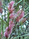 Hakea multilineata