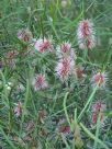 Hakea multilineata