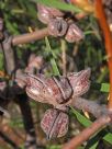 Hakea multilineata