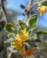 Grevillea centristigma