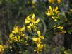 Genista monspessulana