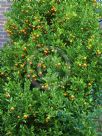 Citrus microcarpa