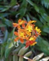 Epidendrum