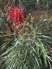 Grevillea Sylvia
