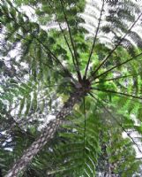 Cyathea contaminans