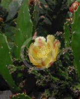 Opuntia monacantha