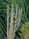 Cereus jamacaru