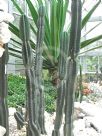 Cereus jamacaru