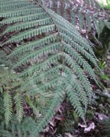 Pteris tripartita