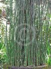 Equisetum ramosissimum debile