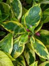 Graptophyllum pictum Aureum Variegatum