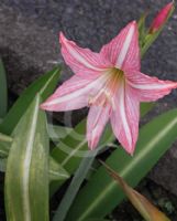 Hippeastrum reticulatum striatifolium