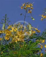 Caesalpinia pulcherrima flava