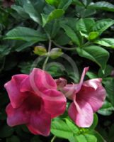 Allamanda blanchetii