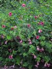 Allamanda blanchetii