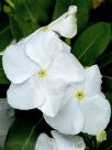 Catharanthus roseus Albus Group