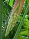 Heliconia chartacea Sexy Pink