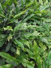 Heliconia stricta Dwarf Jamaican