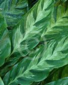 Calathea lietzei