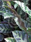 Calathea lietzei