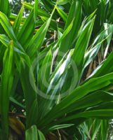 Pandanus dubius