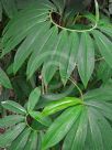 Cheilocostus globosus