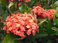 Ixora Prince of Orange