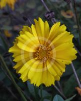 Coreopsis grandiflora Sunray