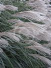 Miscanthus sinensis Silberfeder