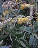 Buddleja Wattlebird