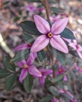 Boronia Telopea Valley Star