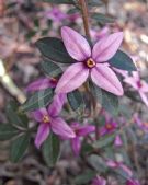 Boronia Telopea Valley Star