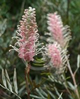 Grevillea Misty Pink