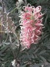 Grevillea Misty Pink