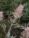 Grevillea Misty Pink