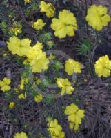 Hibbertia cistiflora