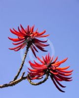 Erythrina speciosa